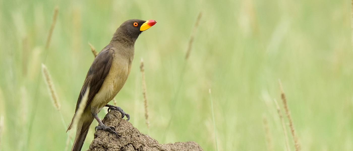 Bird Watching in Tanzania